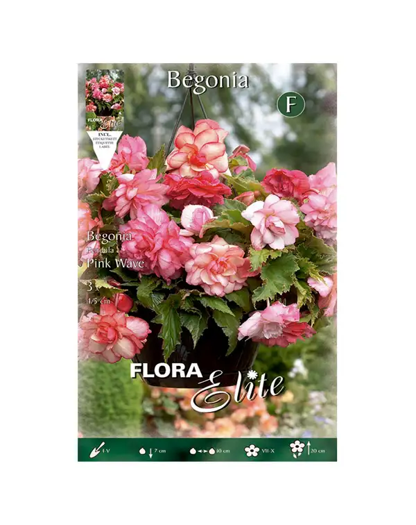 bulbo-begonia-pendula-flora-elite-pink-wave