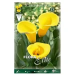 Bulbo Cala Flora Elite (Zantedeschia) Amarillo