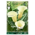 Bulbo Cala Flora Elite (Zantedeschia) Blanca
