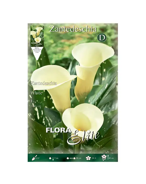 bulbo-calla-zantedeschia-flora-elite-blanca