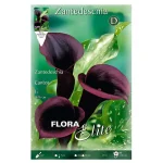 Bulbo Cala Flora Elite (Zantedeschia) Negro