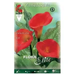 Bulbo Cala Flora Elite (Zantedeschia) Rojo