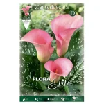 Bulbo Cala Flora Elite (Zantedeschia) Rosa