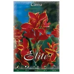 Bulbo Canna Enana Lucifer - Flora Elite