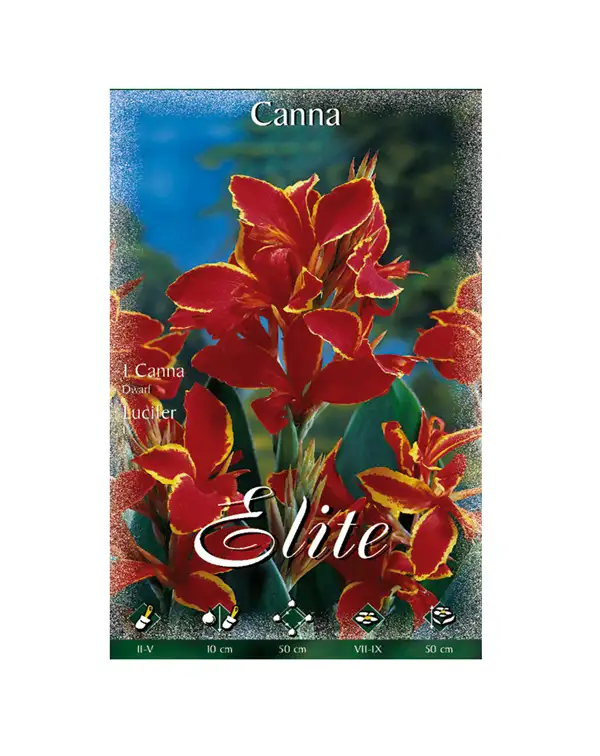 bulbo-canna-dwarf-enano-lucifer-flora-elite