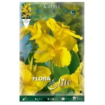 Bulbo Canna Hoja Verde Richard Wallace - Flora Elite