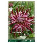 Bulbo Dalia Cactus Bicolor Hollyhill Spider Woman - Flora Elite