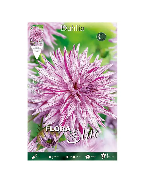 bulbo-dalia-cactus-bicolor-hy-trio-flora-elite
