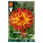 Bulbo Dalia Cactus Bicolor Vuuvogel - Flora Elite