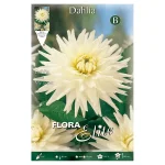 Bulbo Dalia Cactus My Love - Flora Elite