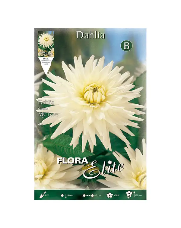 bulbo-dalia-cactus-my-love-flora-elite
