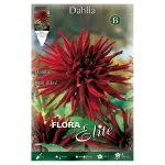 Bulbo Dalia Cactus Nuit D'Eté - Flora Elite
