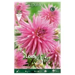 Bulbo Dalia Cactus Sugar Diamond - Flora Elite