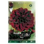 Bulbo Dalia Decorativa Arabian Night - Flora Elite