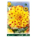 Bulbo Dalia Decorativa Bicolor Lady Darlene - Flora Elite