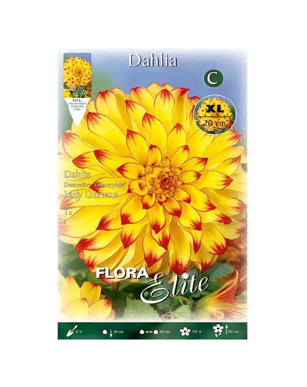 bulbo-dalia-decoratica-lady-darlene-flora-elite