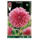 Bulbo Dalia Decorativa Lucky Number - Flora Elite