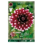 Bulbo Dalia Decorativa Bicolor Mistery Day - Flora Elite