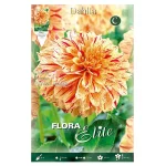 Bulbo Dalia Decorativa Bicolor Painted Madam - Flora Elite