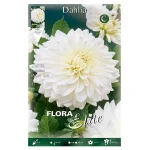 Bulbo Dalia Decorativa Polar Ice - Flora Elite