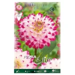 Bulbo Dalia Decorativa Bicolor Senior's Dream - Flora Elite