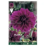Bulbo Dalia Decorativa Thomas A. Edison - Flora Elite