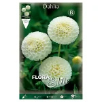 Bulbo Dalia Pompón Snowflake de Flora Elite - Blanco