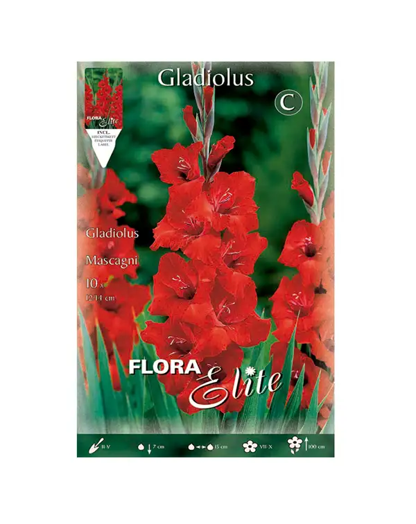 bulbo-gladiolo-mascagni-flora-elite-rojo