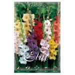 Bulbo Gladiolo Mixed Mezcla Colores - Flora Elite