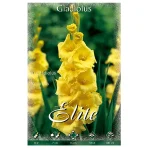Bulbo Gladiolo Nova Lux Amarillo - Flora Elite