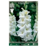 Bulbo Gladiolo White Prosperity Blanco - Flora Elite