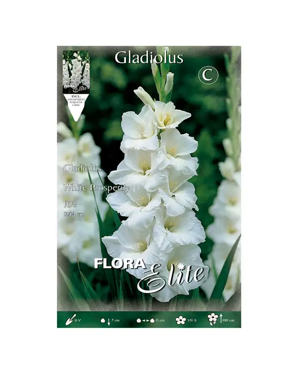 bulbo-gladiolo-white-prosperity-flora-elite-blanco