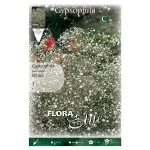 Bulbo Gypsophila Paniculata Flora Elite