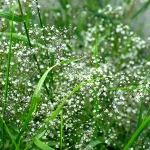 Bulbo Gypsophila Paniculata Flora Elite