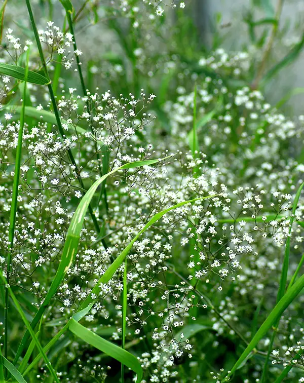 bulbo-gypsophila-paniculata-flora-elite-flores