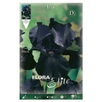 Bulbo Iris Germanica Flora Elite Negro