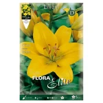 Bulbo Lilium Asiatic Flora Elite Amarillo