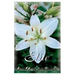 Bulbo Lilium Asiatic Flora Elite Blanco