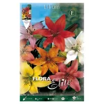 Bulbo Lilium Asiatic Flora Elite Mezcla colores