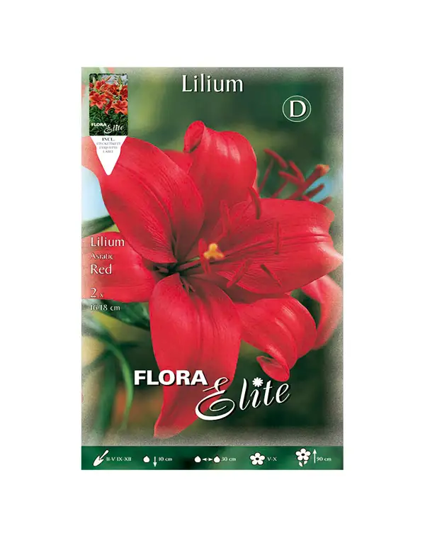 bulbo-lilium-asiatic-flora-elite-rojo