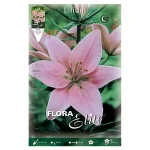 Bulbo Lilium Asiatic Flora Elite Rosa
