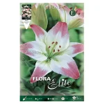 Bulbo Lilium Asiatic Flora Elite Blanco y Rosa