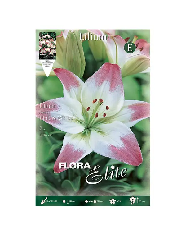bulbo-lilium-asiatic-flora-elite-rosa-y-blanco