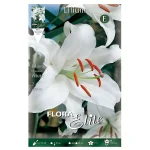 Bulbo Lilium Oriental Flora Elite Blanco