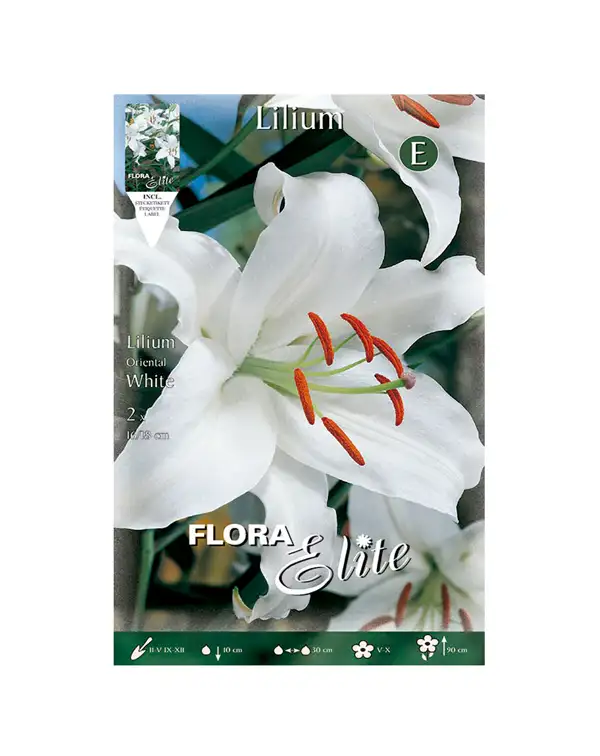 bulbo-lilium-oriental-flora-elite-blanco