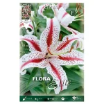 Bulbo Lilium Oriental Flora Elite Dizzy Blanco-Rosa