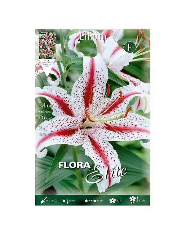 bulbo-lilium-oriental-flora-elite-dizzy