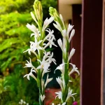 Bulbo Nardo Oloroso Polianthes Flora Elite