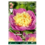 Bulbo Peonía Flora Elite Rosa y amarillo (Bowl of beauty)