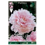 Bulbo Peonía Flora Elite Rosa (Sarah Bernhardt)